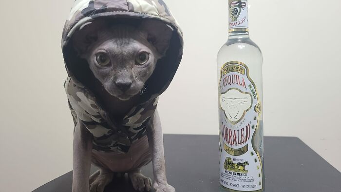 Skallet Guarding The Tequila