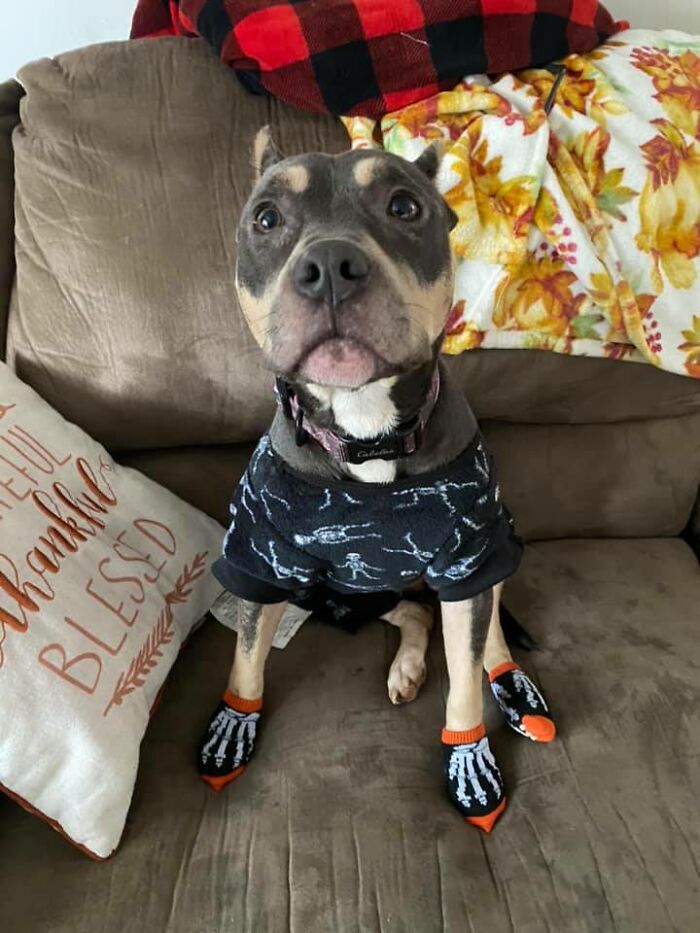 Woman Takes A Starving Pit Bull Under Her Wing After It Had Been Found Locked Up In An Abandoned House With A Broken Leg And No Food