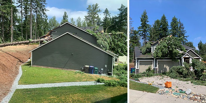 Neighbors Hired Someone To Cut Some Trees Down…