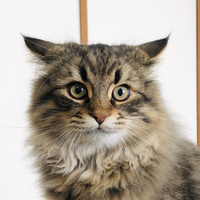 Meet Yamaneco, The Cat Who Has More Facial Expressions Than You