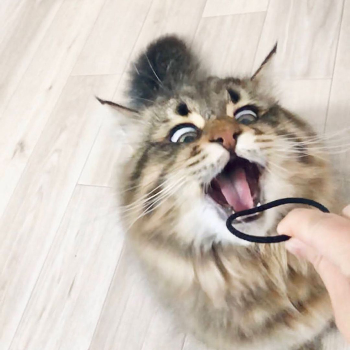 Meet Yamaneco, The Cat Who Has More Facial Expressions Than You