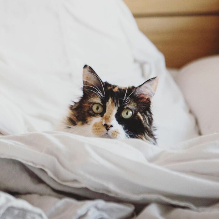 Meet Sally, The Mermaid Cat Who Is Paralyzed From The Waist Down And Shows How Incredible The Bond With A Special Needs Pet Can Be