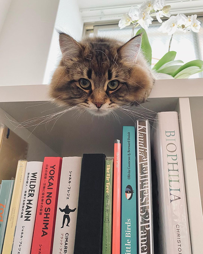 Meet Yamaneco, The Cat Who Has More Facial Expressions Than You