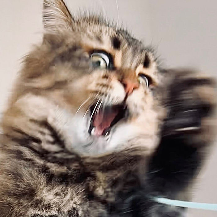 Meet Yamaneco, The Cat Who Has More Facial Expressions Than You