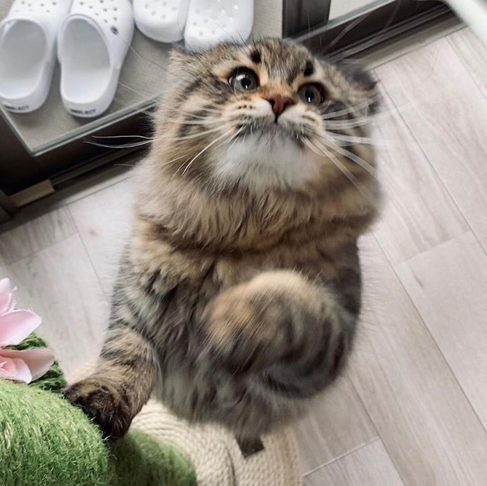 Meet Yamaneco, The Cat Who Has More Facial Expressions Than You