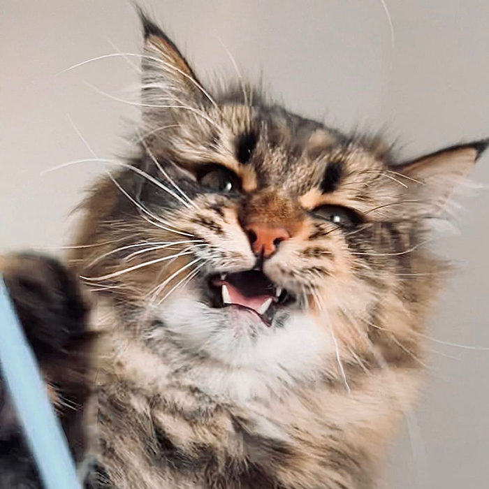 Meet Yamaneco, The Cat Who Has More Facial Expressions Than You