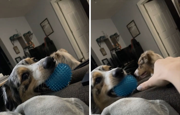 I’ll Annoy You Until You Throw The Ball, But No You Can’t Have It