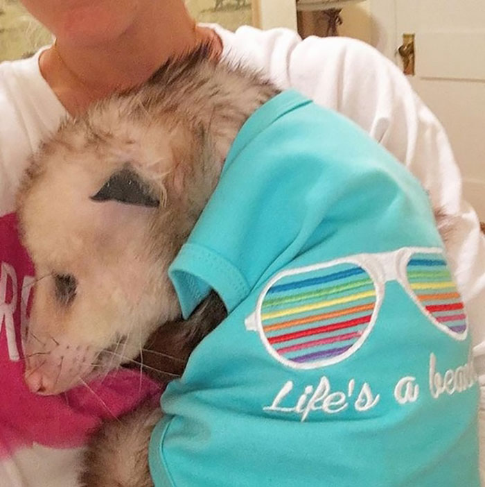 Animals With Powerful Auras