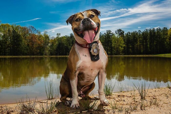 Meet Hansel, A Pit Bull Who Was Rescued From A Dog Fighting Ring And Adopted By The Millville Fire Department Who Trained Him To Become An Arson Detection K-9 Officer