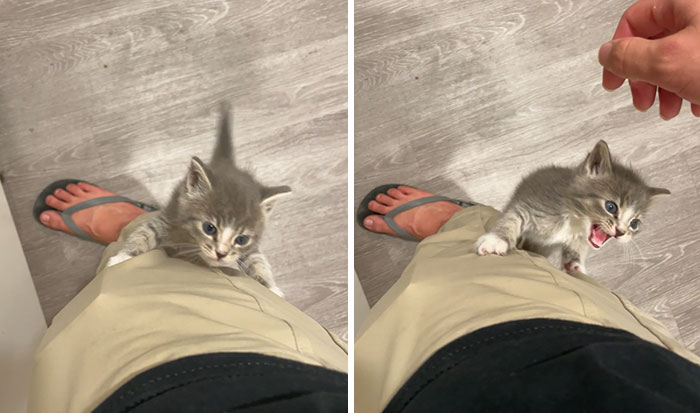 Adopted A Baby Bush Cat. She Is Very Smol And Terrified Of Everything, Screams When I’m Not Petting Her