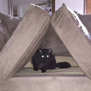 sofacushionfort avatar