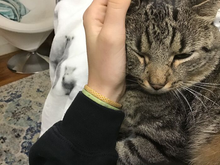 Samwise Gamgee, Curled Up On My Lap