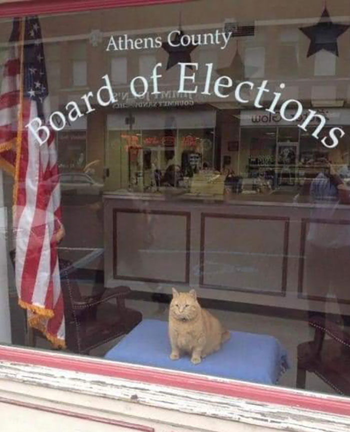 Animals With Powerful Auras