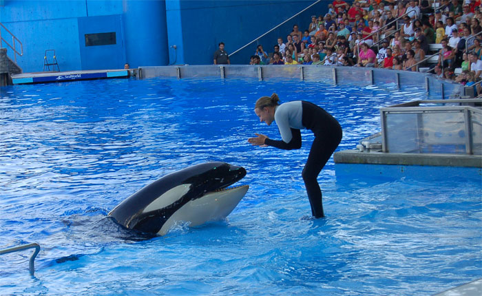 Trainer interacting with a killer whale in a marine show pool, revealing sarcastically honest slogans about famous brands.