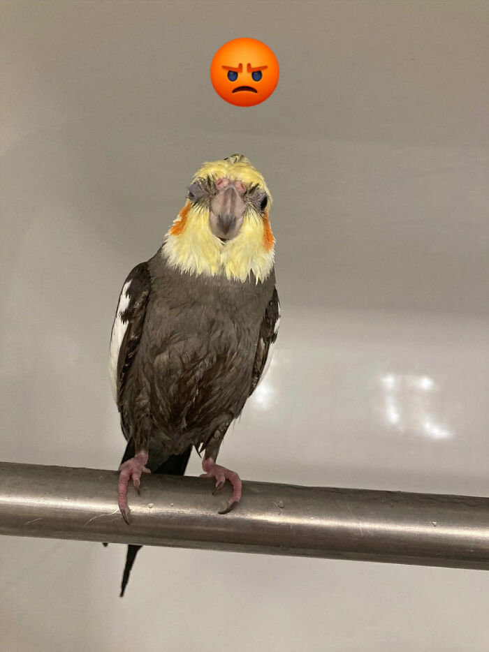 Animals With Powerful Auras