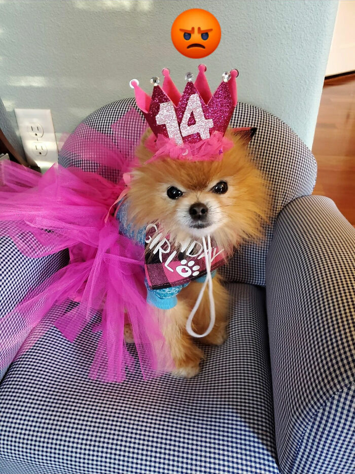 Animals With Powerful Auras