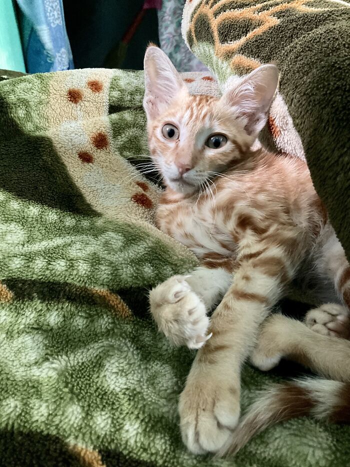 You Hooman Dared To Ruin My Sleep