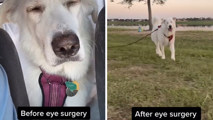 The Moment When A Blind Dog Realized She Was Going To The Dog Park Won People's Hearts On The Internet