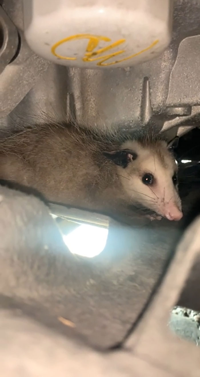 Customer Said He’s Been Hearing A Strange Noise From Engine Last Few Days...