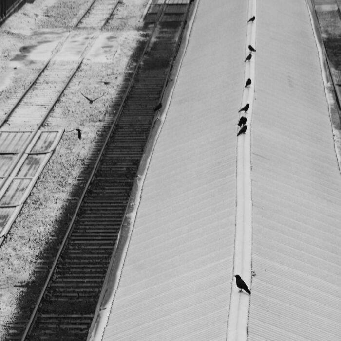 Crows In Winter. Train Station, Portland, Oregon.