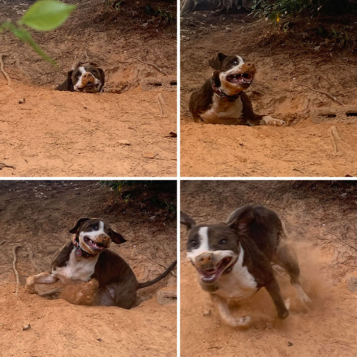 A Timeline Of Flattering Pictures Of My Dog