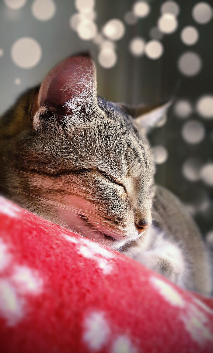 In The Land Of Fairies