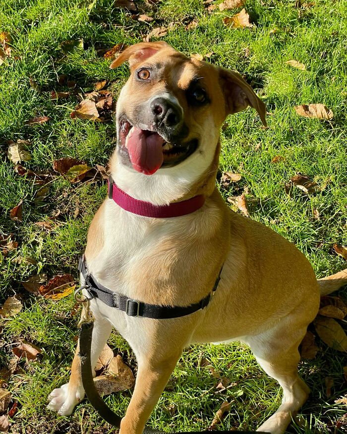 This Adorable Dog With A Crooked Smile Is Looking For A Loving Home