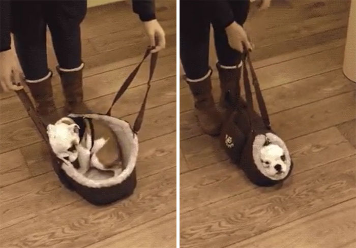 Come On Little Buddy