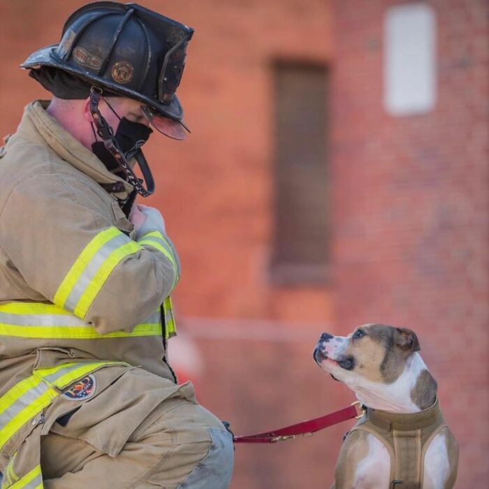 Meet Hansel, A Pit Bull Who Was Rescued From A Dog Fighting Ring And Adopted By The Millville Fire Department Who Trained Him To Become An Arson Detection K-9 Officer