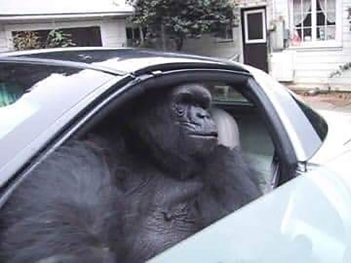 Animals With Powerful Auras