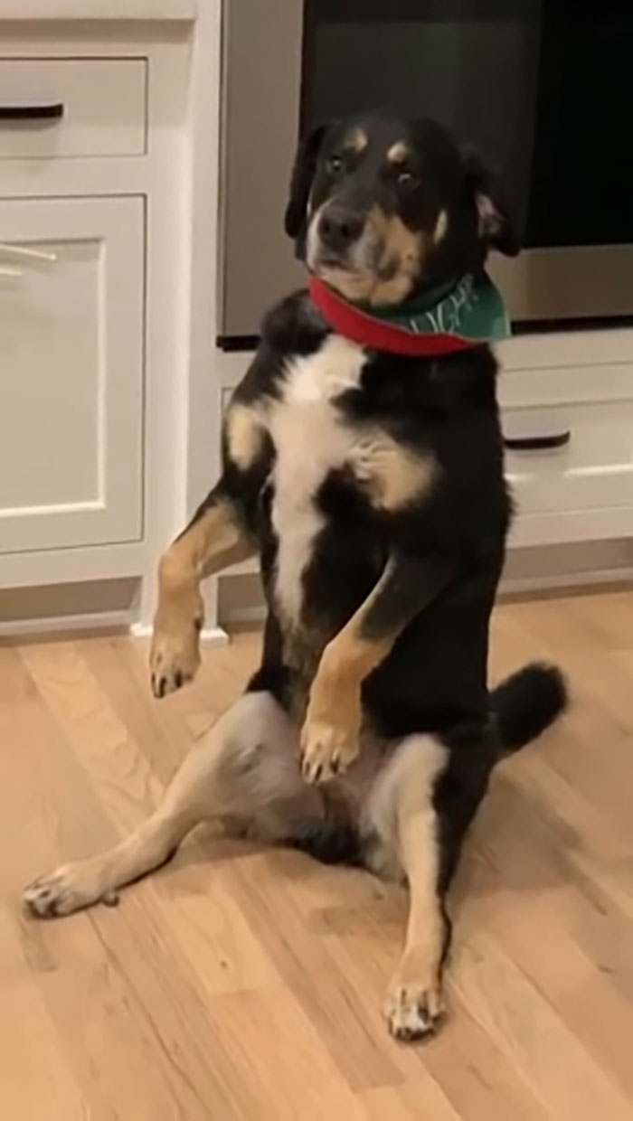 Doggo Seems A Bit Off