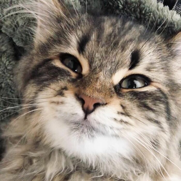 Meet Yamaneco, The Cat Who Has More Facial Expressions Than You
