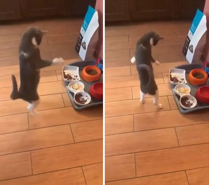 What An Adorable Little Derp