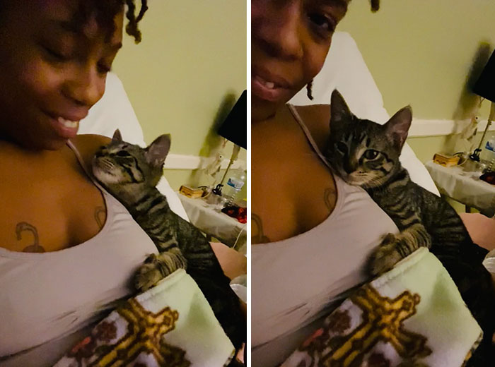 Hoy he adoptado una gatita y es todo lo que me faltaba