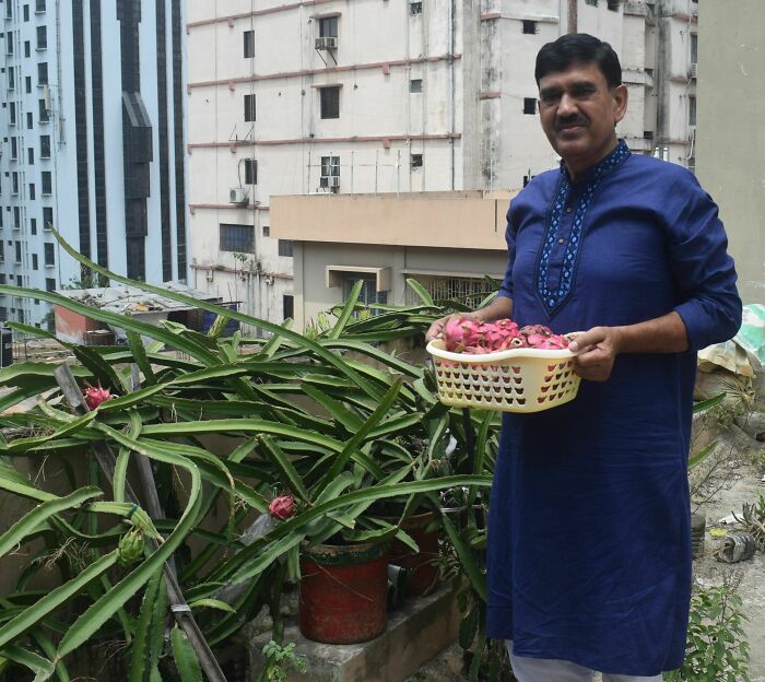 Dragon Fruits On My Rooftop Garden
