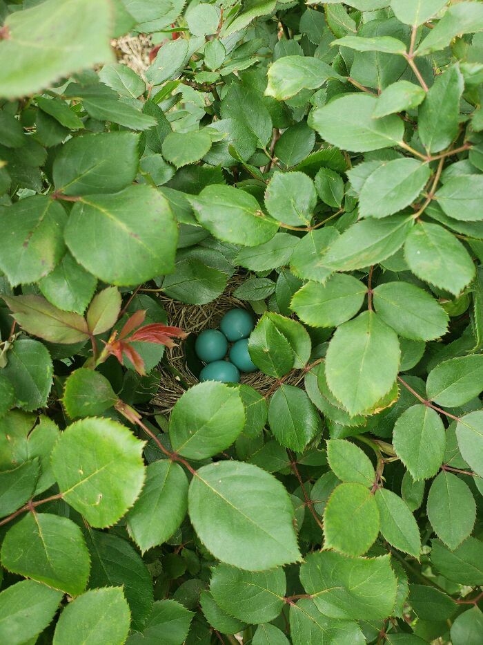 I Found A Surprise In My Rose Bush!