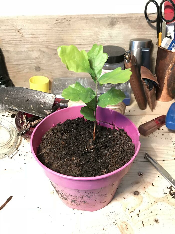 An Ancient White Oak Sadly Fell In A Storm Last Year. I Saved Three Acorns But Only This One Germinated