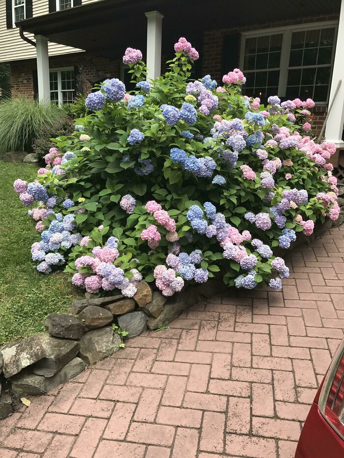 My Grammy's Stunning Hydrangea Bush She's So Proud Of