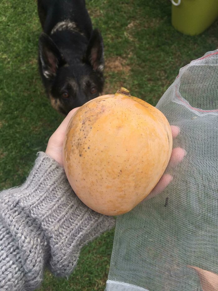 First Mango From A Tree That Was Grown From Seed!!!