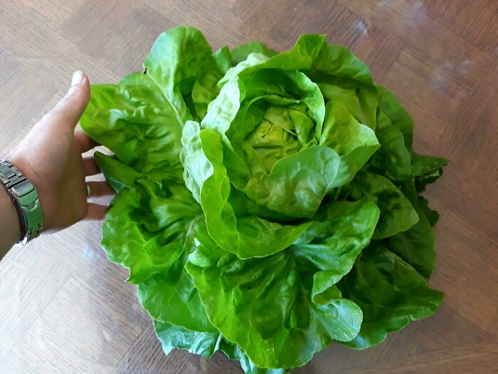 Lettuce From Our Garden