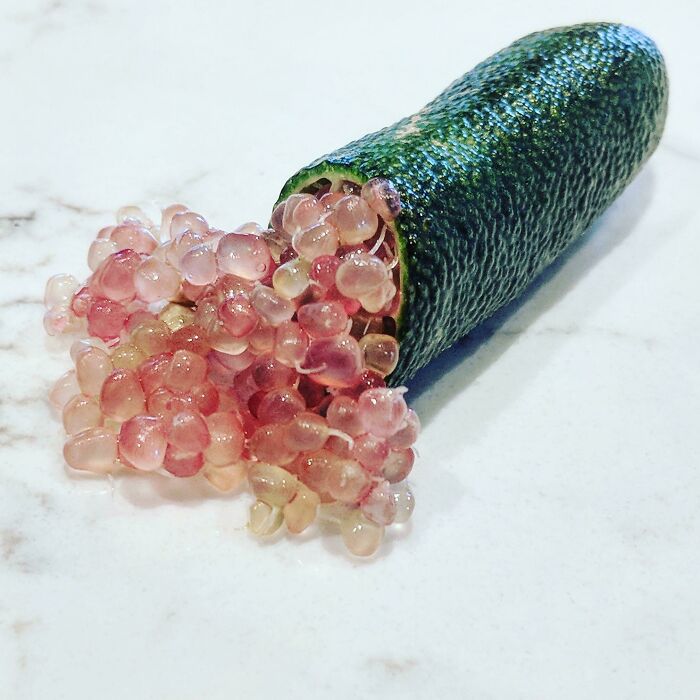 An Excellent Australian Finger Lime I Grew