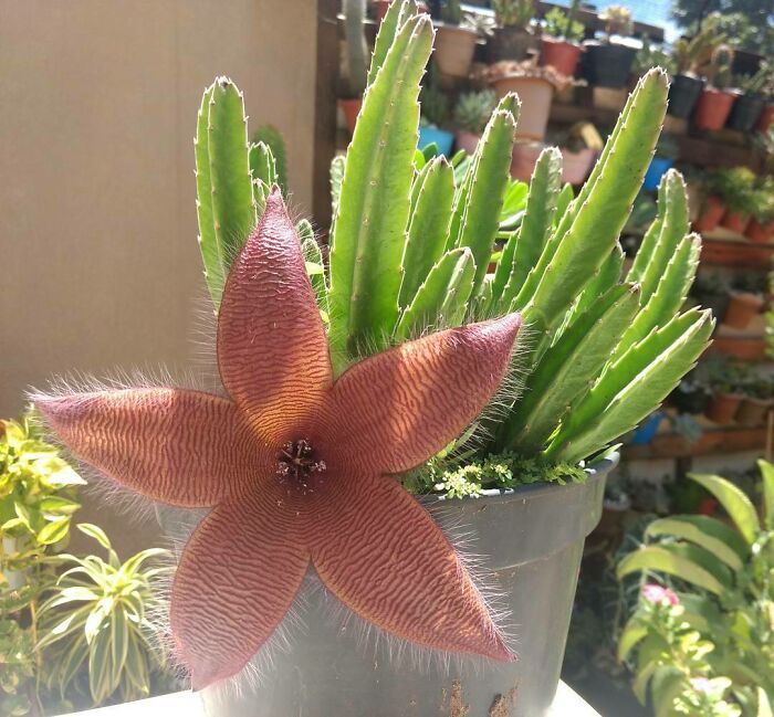 My Mother Tried To Plant Something And A Demogorgon Was Born Instead