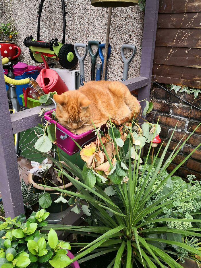 Found Out Why My Strawberries Are Doing Bad This Year