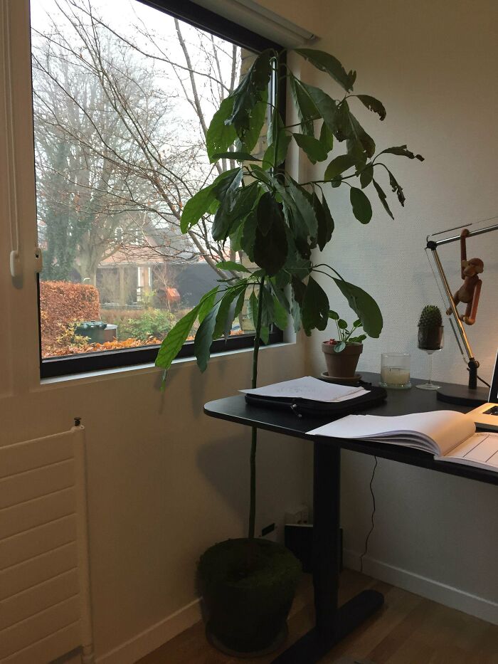 I Ate An Avocado 2,5 Years Ago, And Kept The Seed. This Is My Avocado Seed Today!