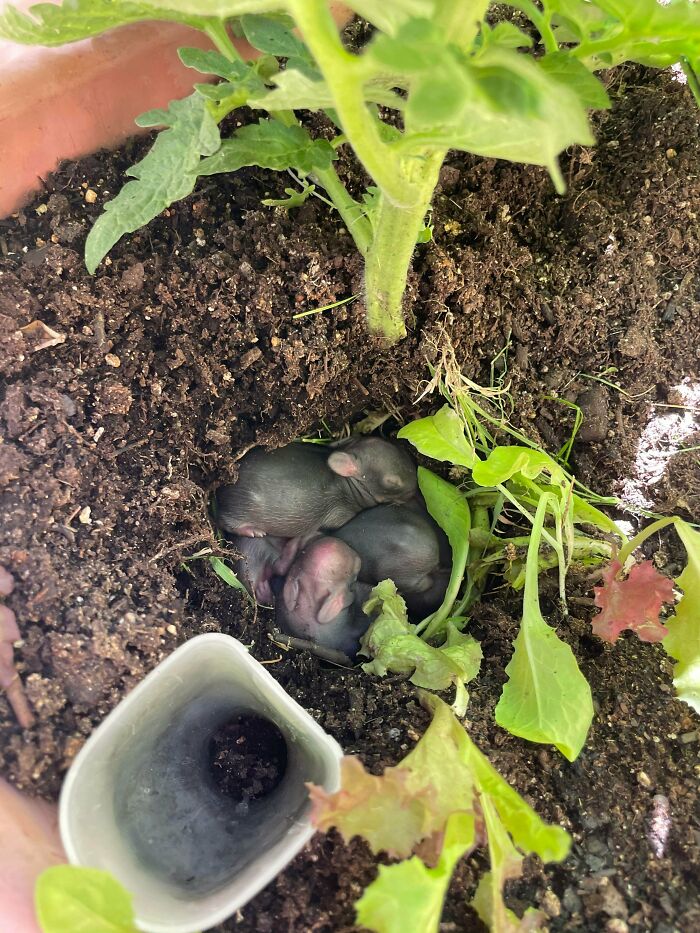 I Guess I Mistakenly Planted My Tomato Right Next To Where I’d Sown Some Bunny Seeds