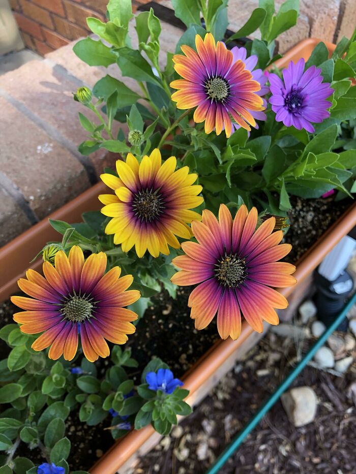 I’m In Love. Can I Keep Them Year Round?!