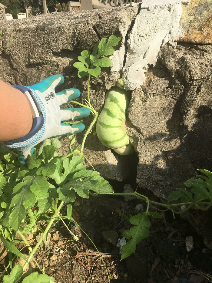 Of All The Watermelon Flowers The Bees Could Have Pollinated, They Chose One That Bloomed Inside A Crack On Our Wall