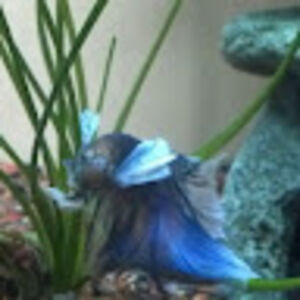 kimitomminello avatar