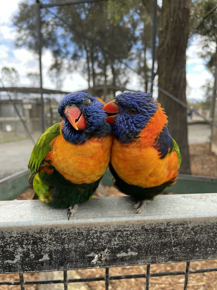 Took This At My Local Zoo