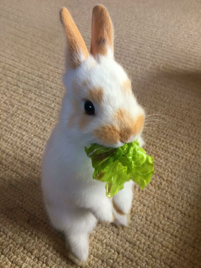 Meet My First Rabbit Ever, Bunbun!